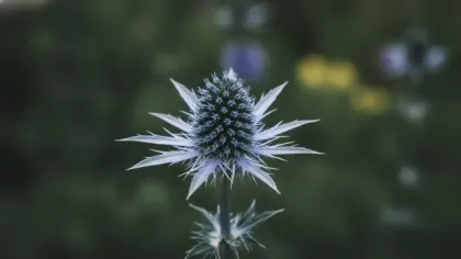 Sea Holly illustrated plant card