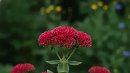 Autumn Joy Sedum illustrated plant card