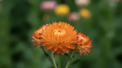 Strawflower illustrated plant card