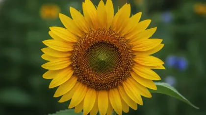 Sunflower illustrated plant card