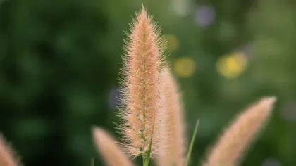 Switchgrass illustrated plant card