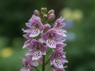 Toad Lily illustrated plant card