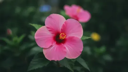 Tropical Hibiscus illustrated plant card