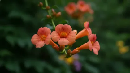 Trumpet Vine illustrated plant card