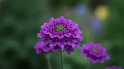 Verbena illustrated plant card