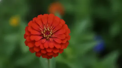 Zinnia illustrated plant card